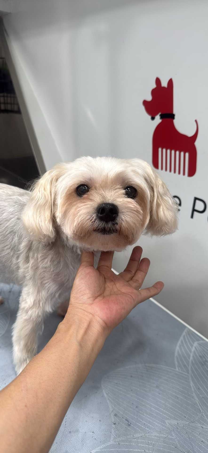 Dog Pet Photo