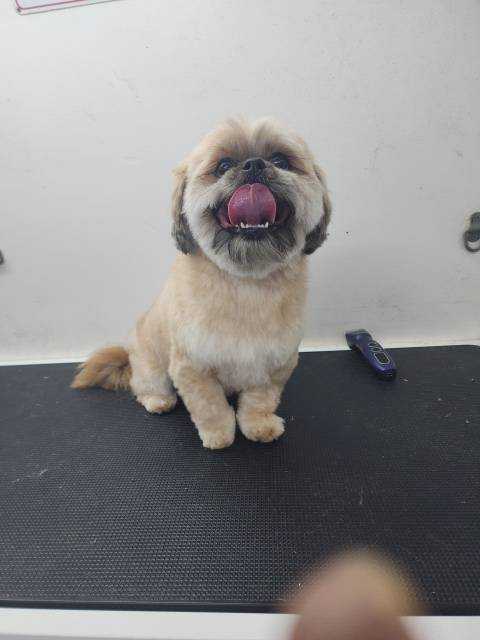 Pet