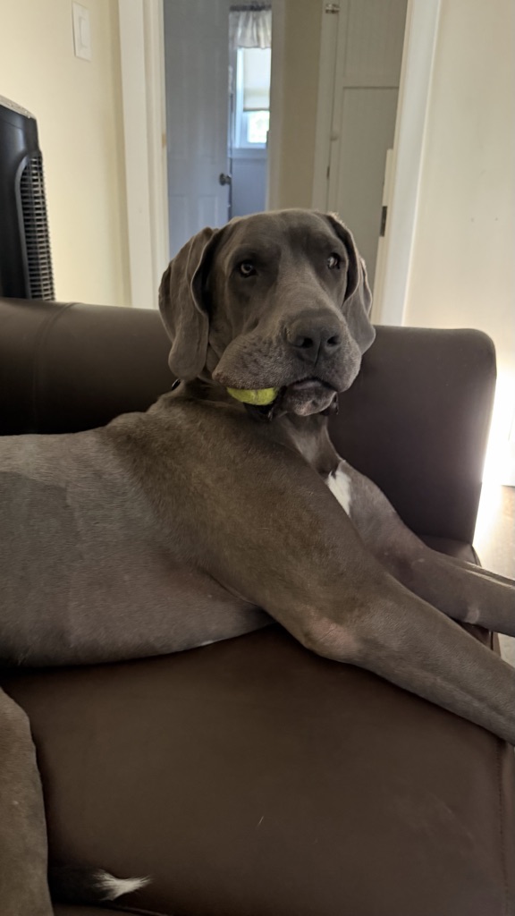 Igor