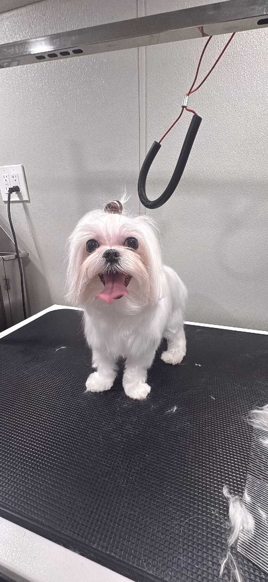 Dog Pet Photo