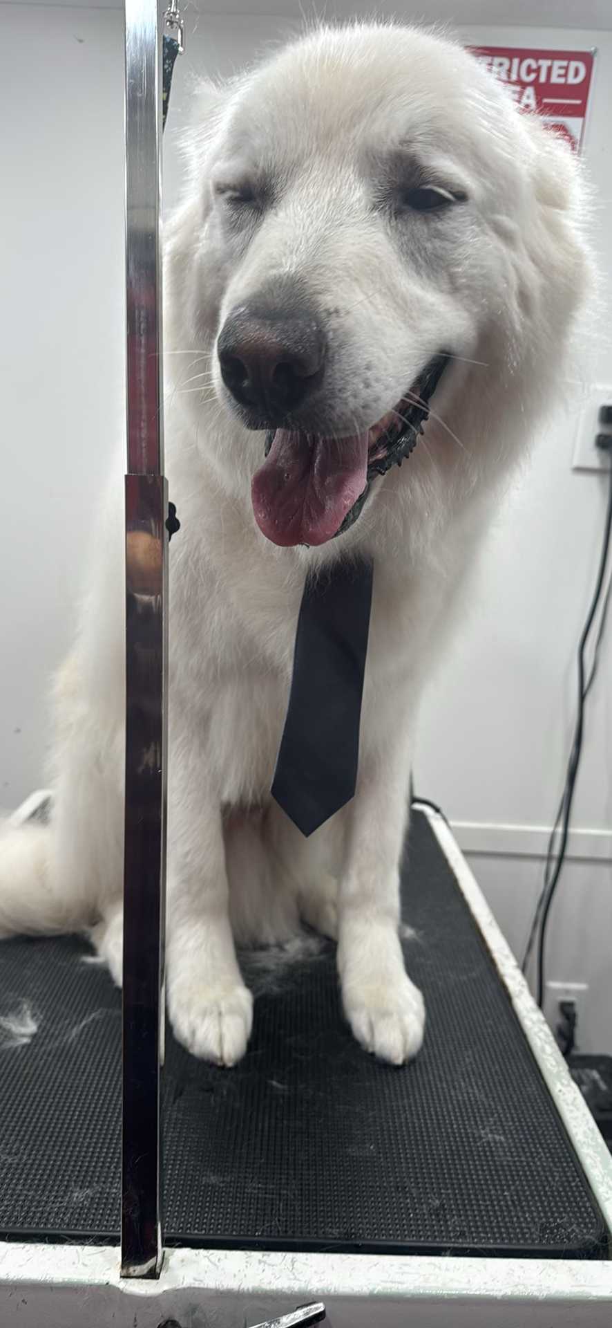 Dog Pet Photo