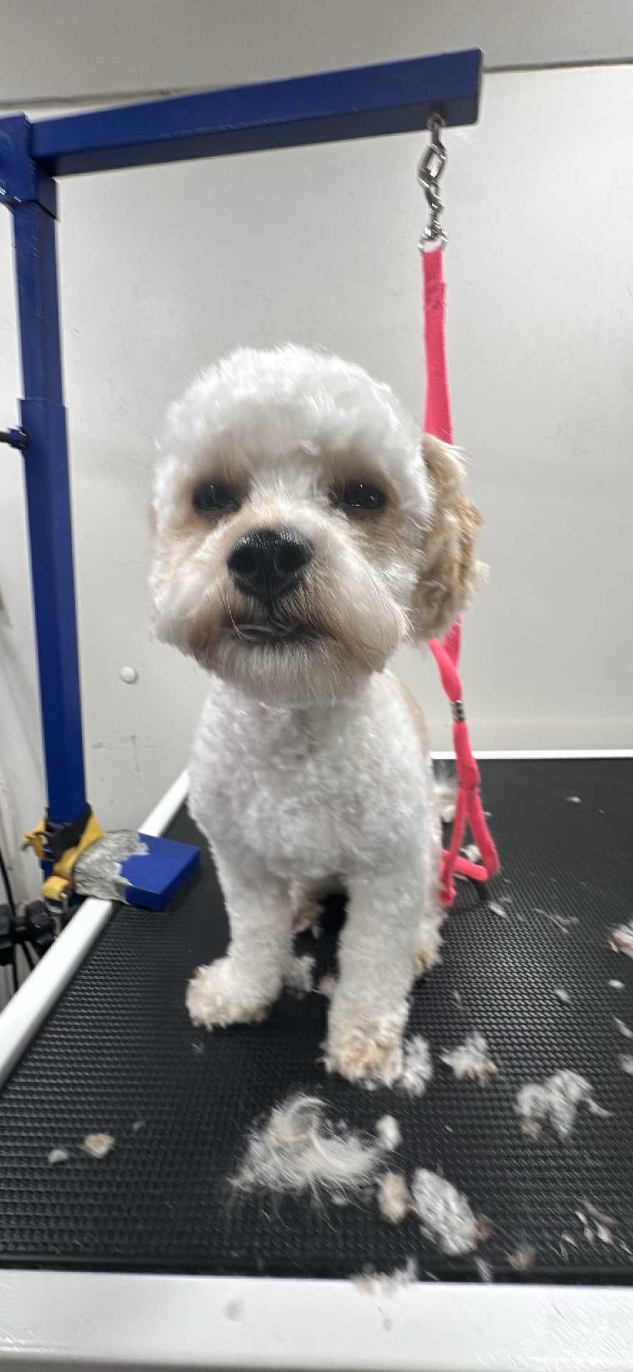Odie