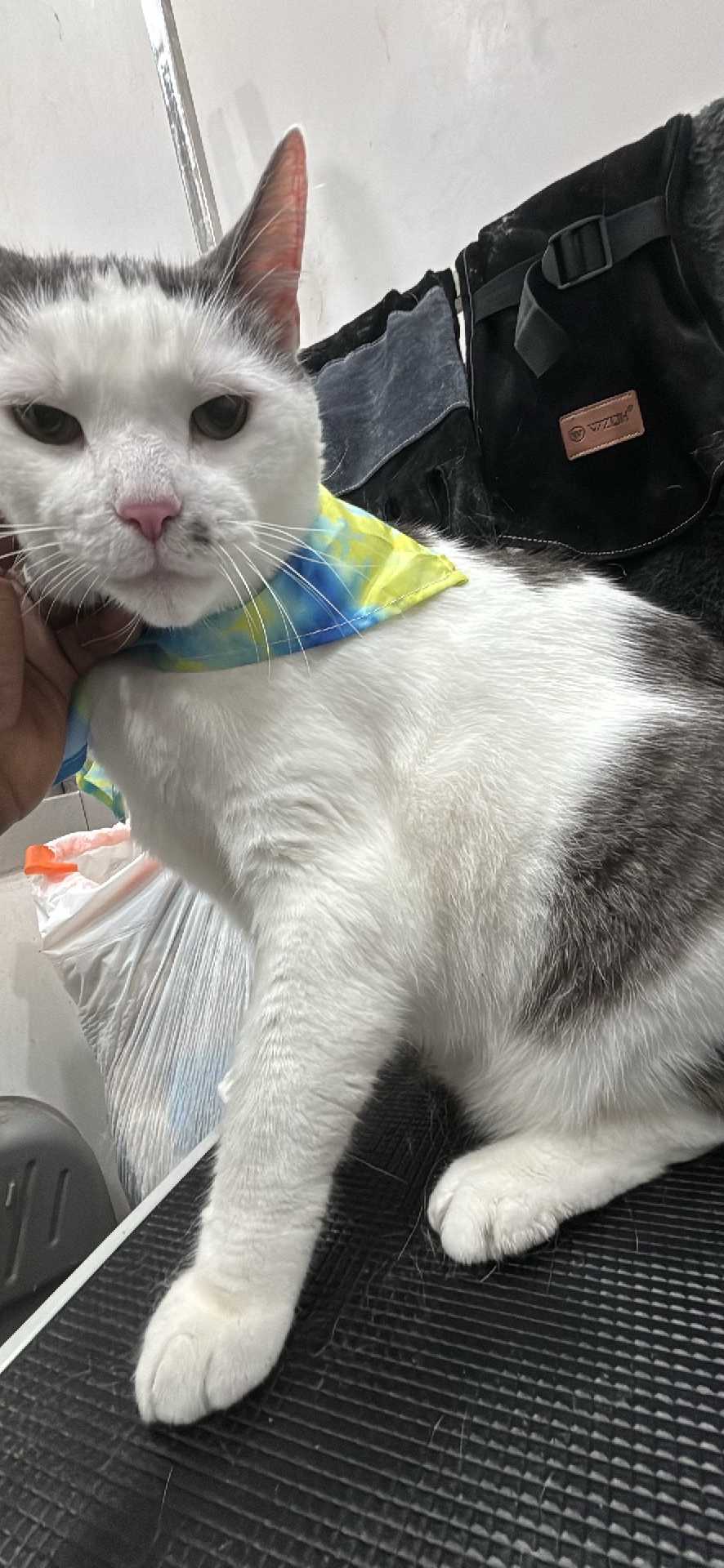 Pet