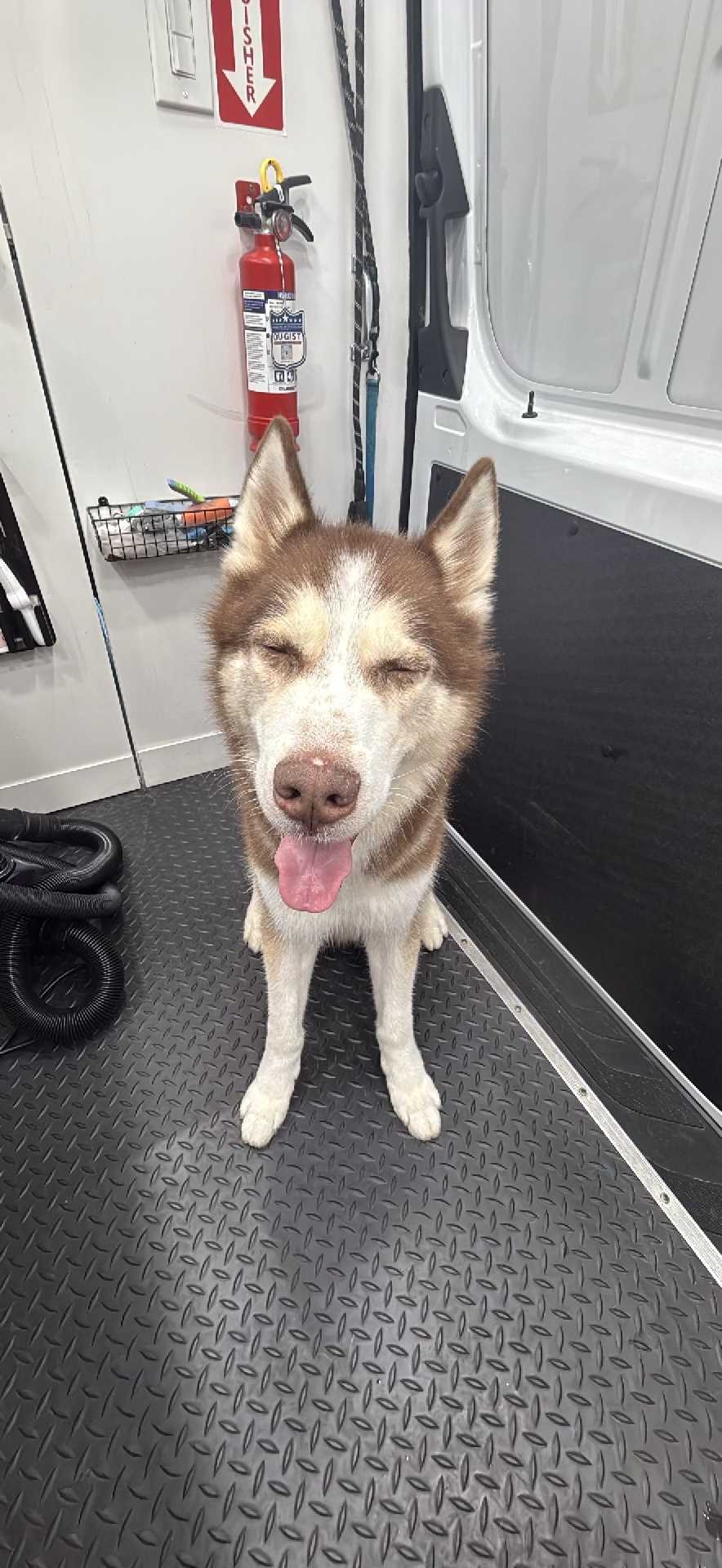 Dog Pet Photo