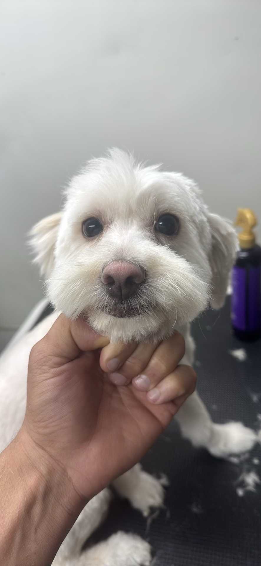 Dog Pet Photo