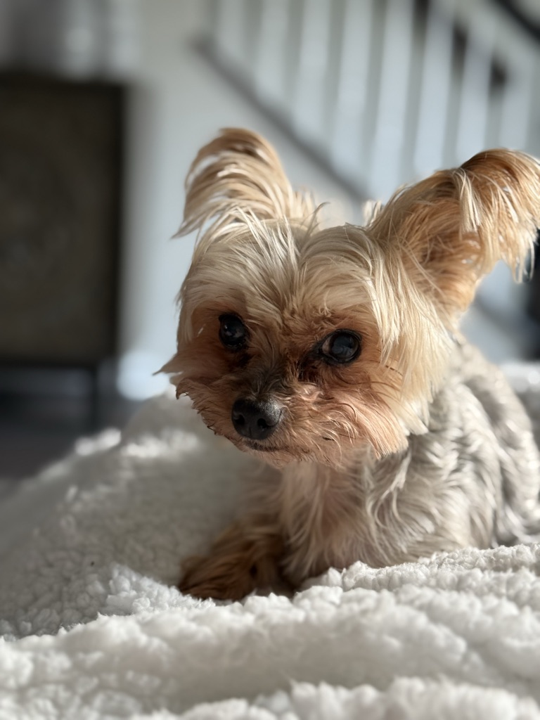 Dog Pet Photo