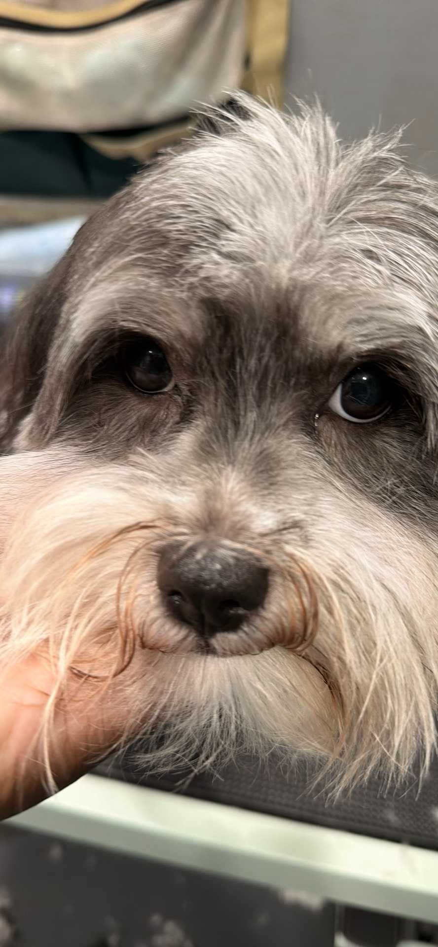 Pet
