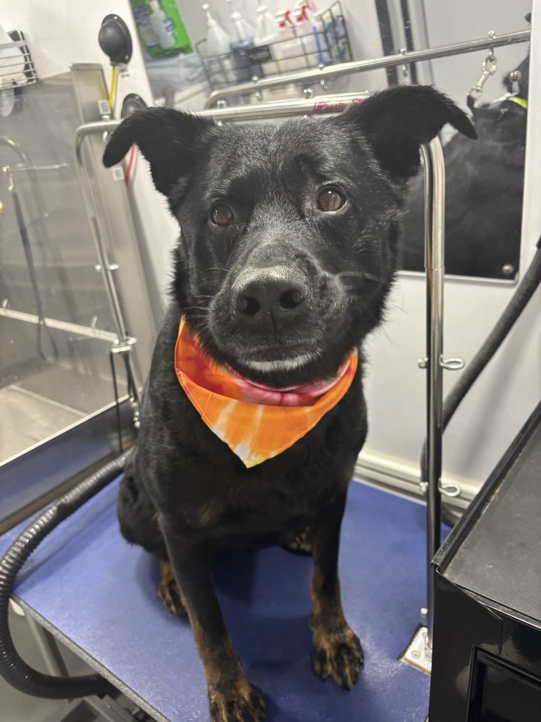 Dog Pet Photo