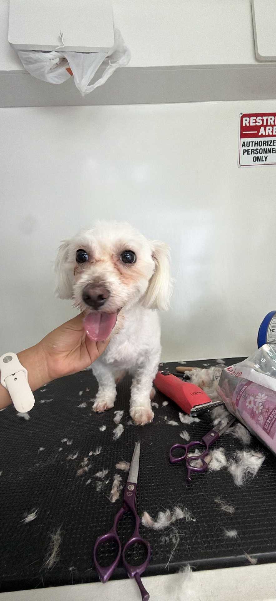 Tobi