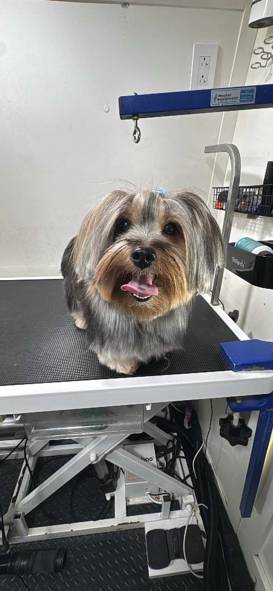 Pet