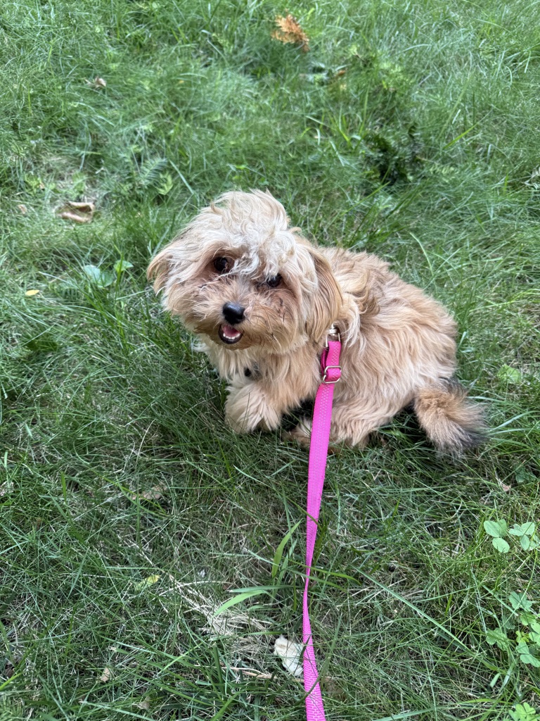 Pet
