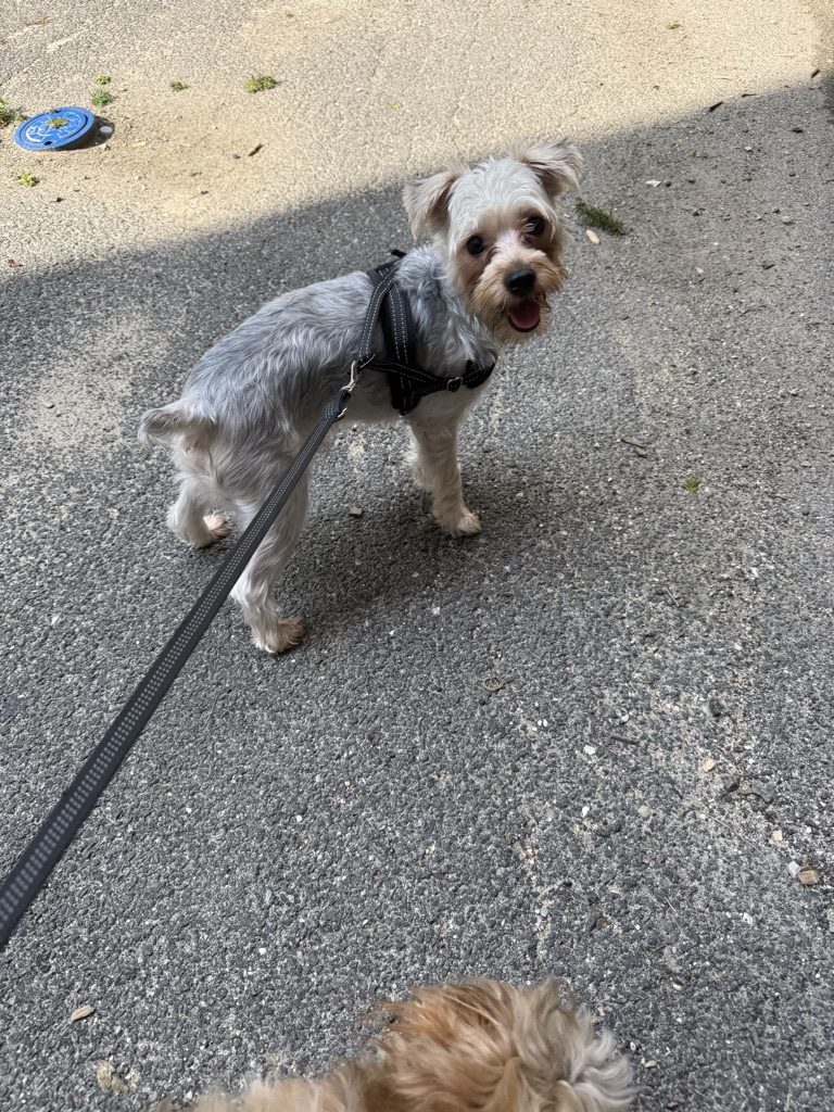 Pet