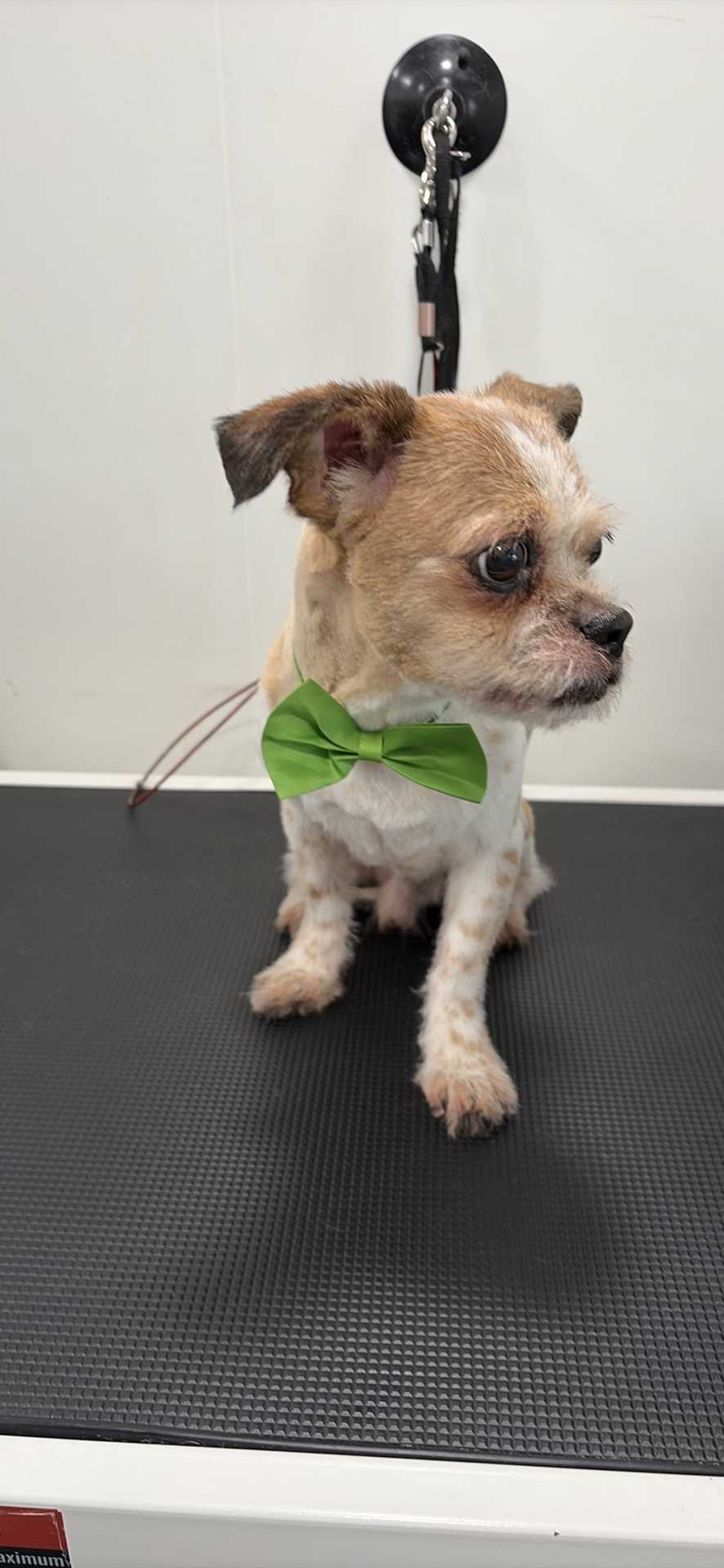 Dog Pet Photo