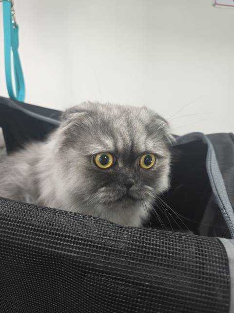Pet