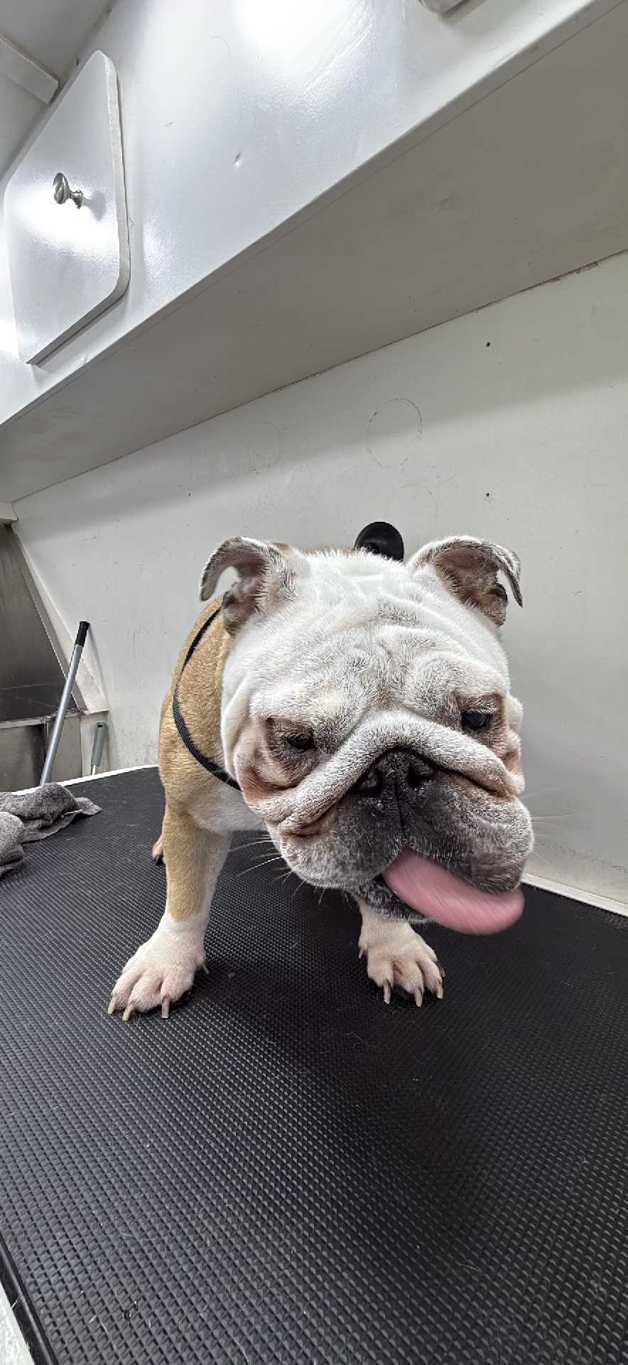 Dog Pet Photo