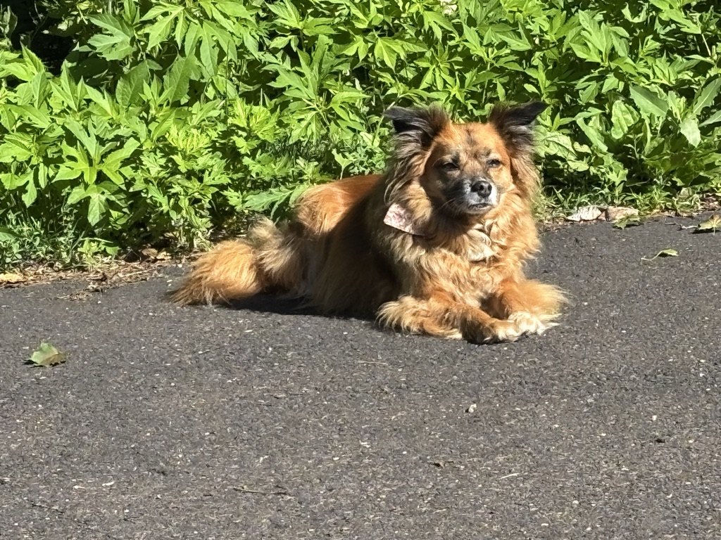 Dog Pet Photo