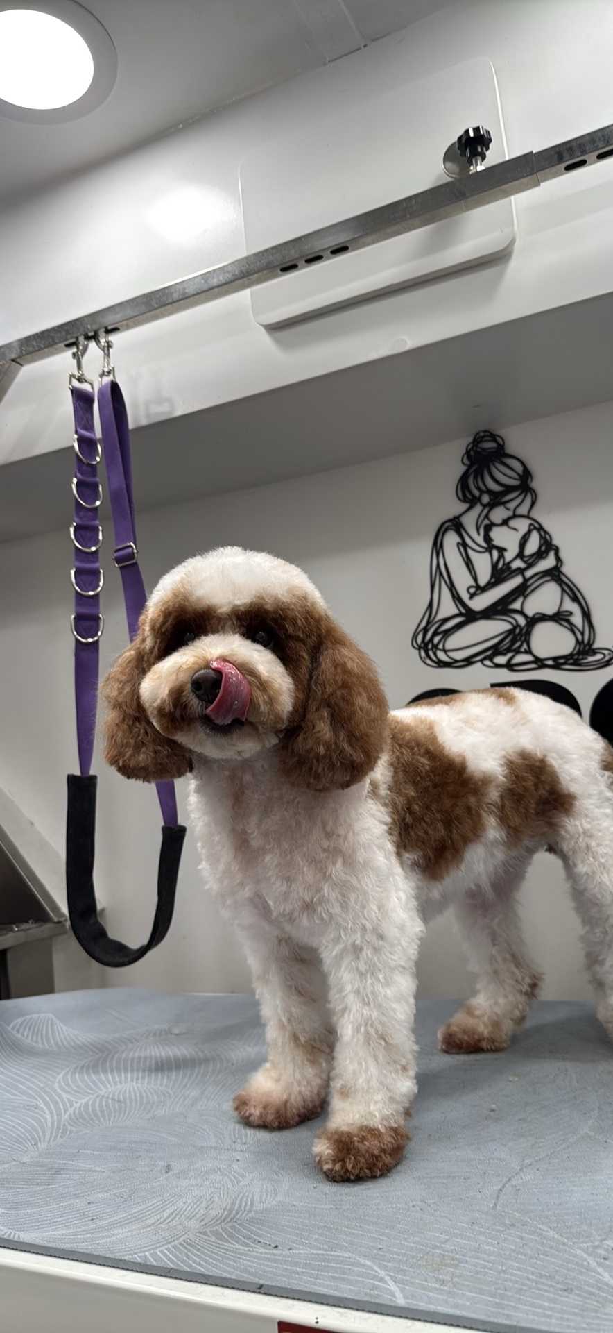 Dog Pet Photo