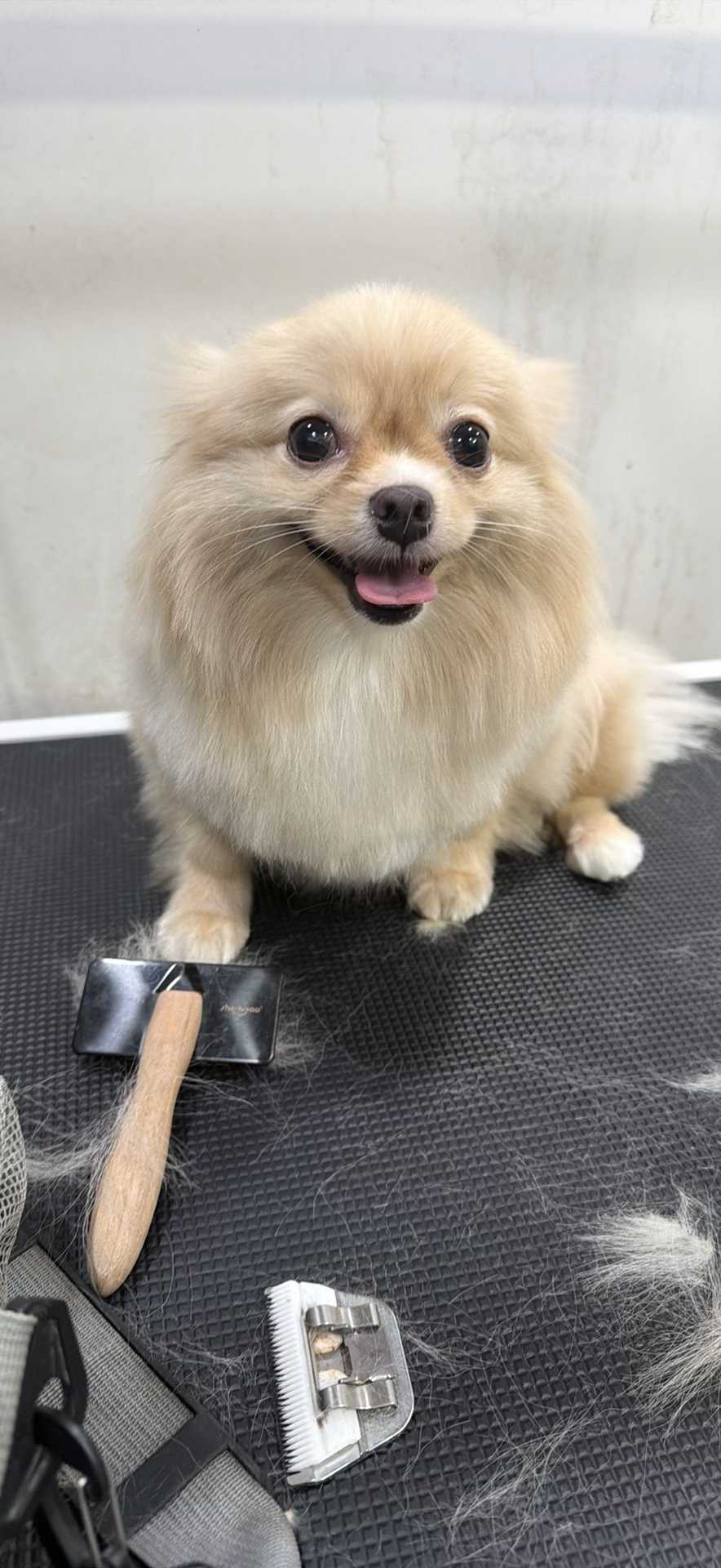 Pet