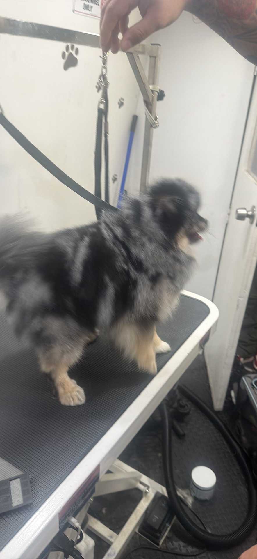 Dog Pet Photo