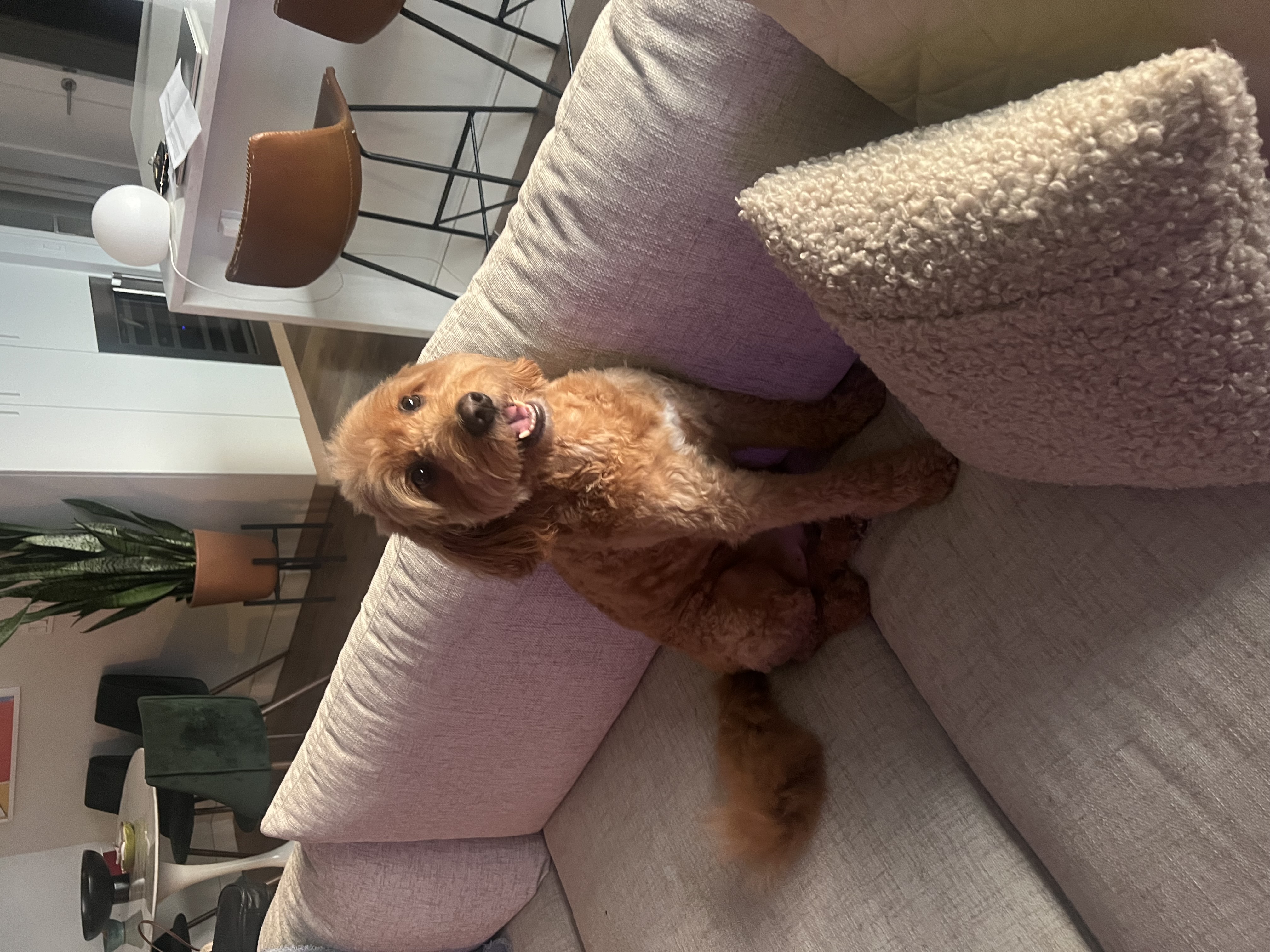 Dog Pet Photo