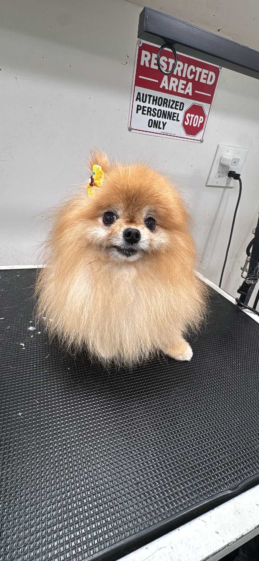 Pet