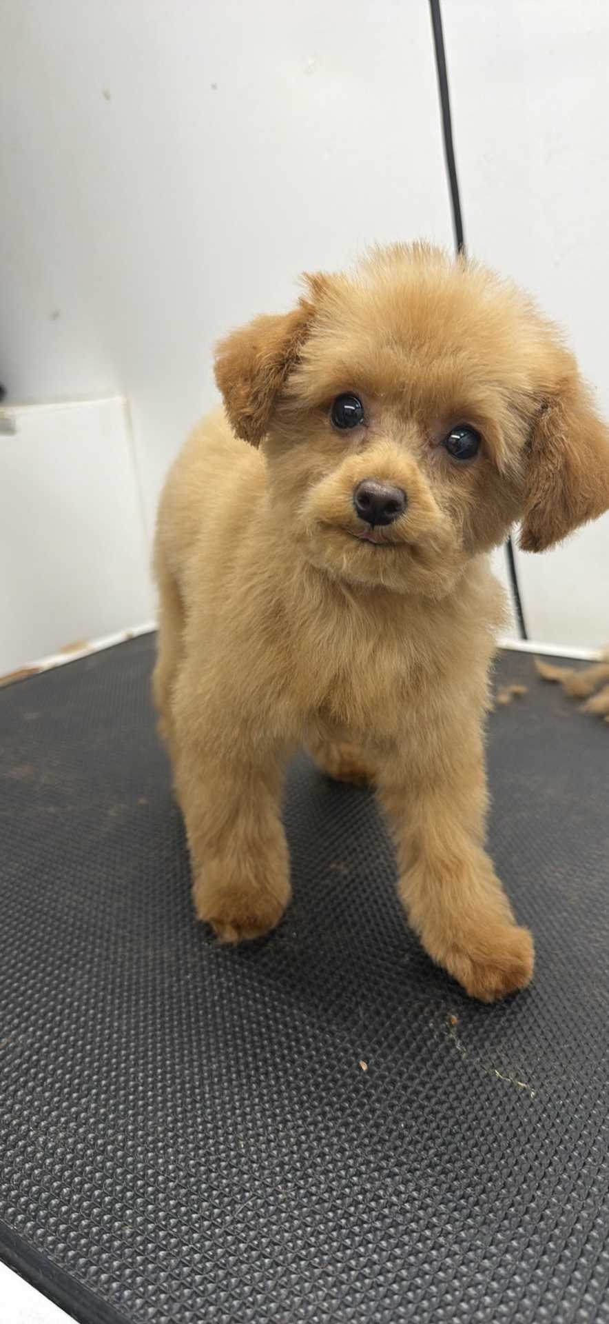 Pet