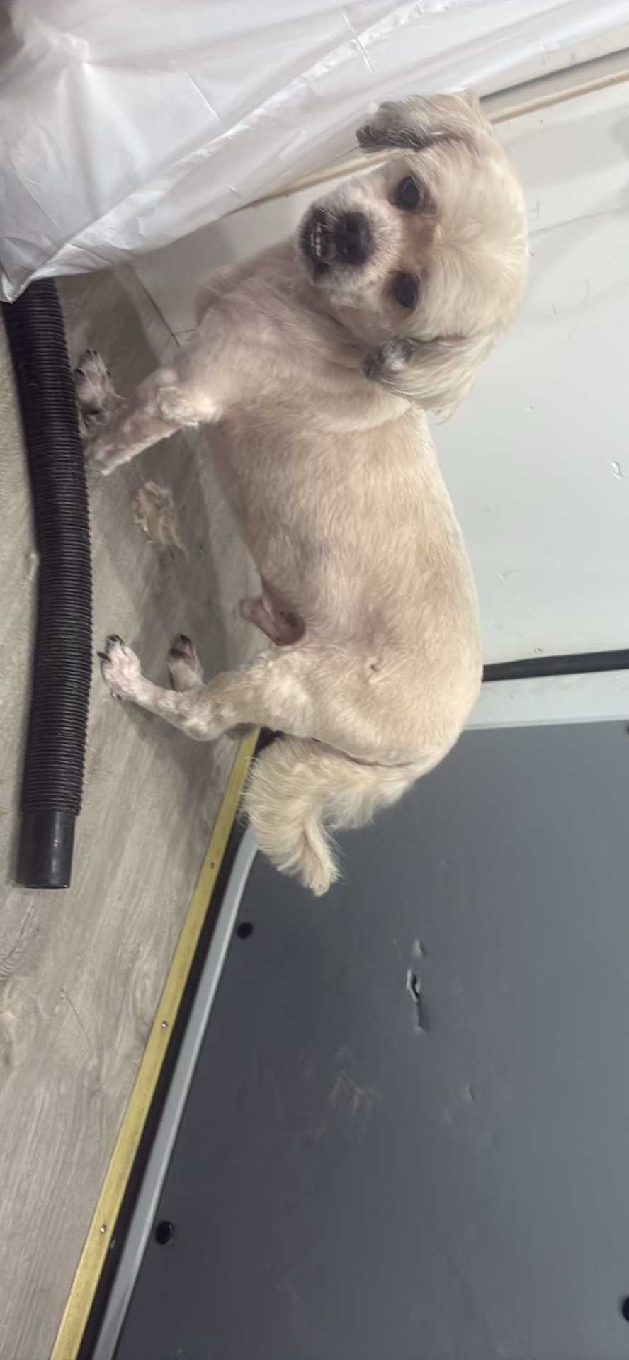 Pet