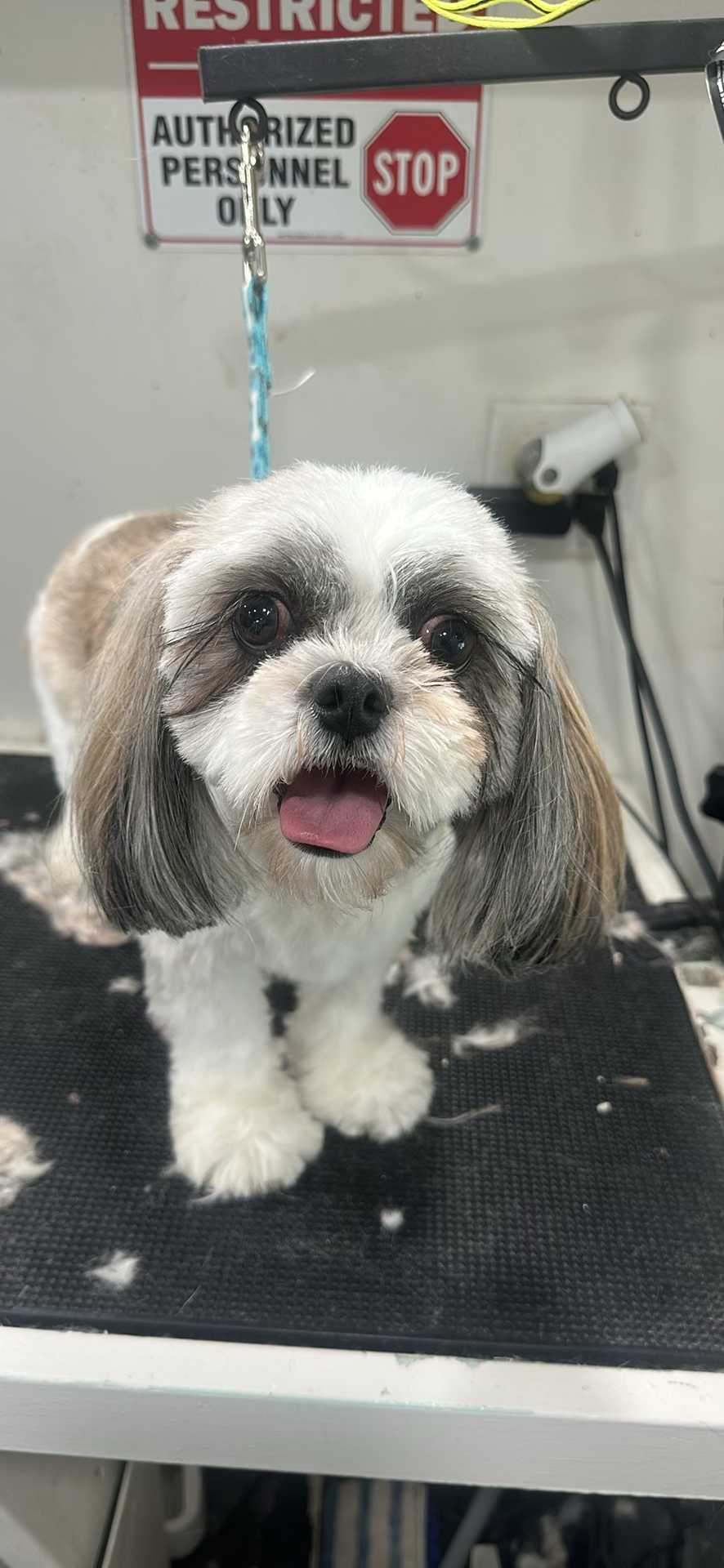 TAZ