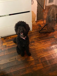 Dog Pet Photo