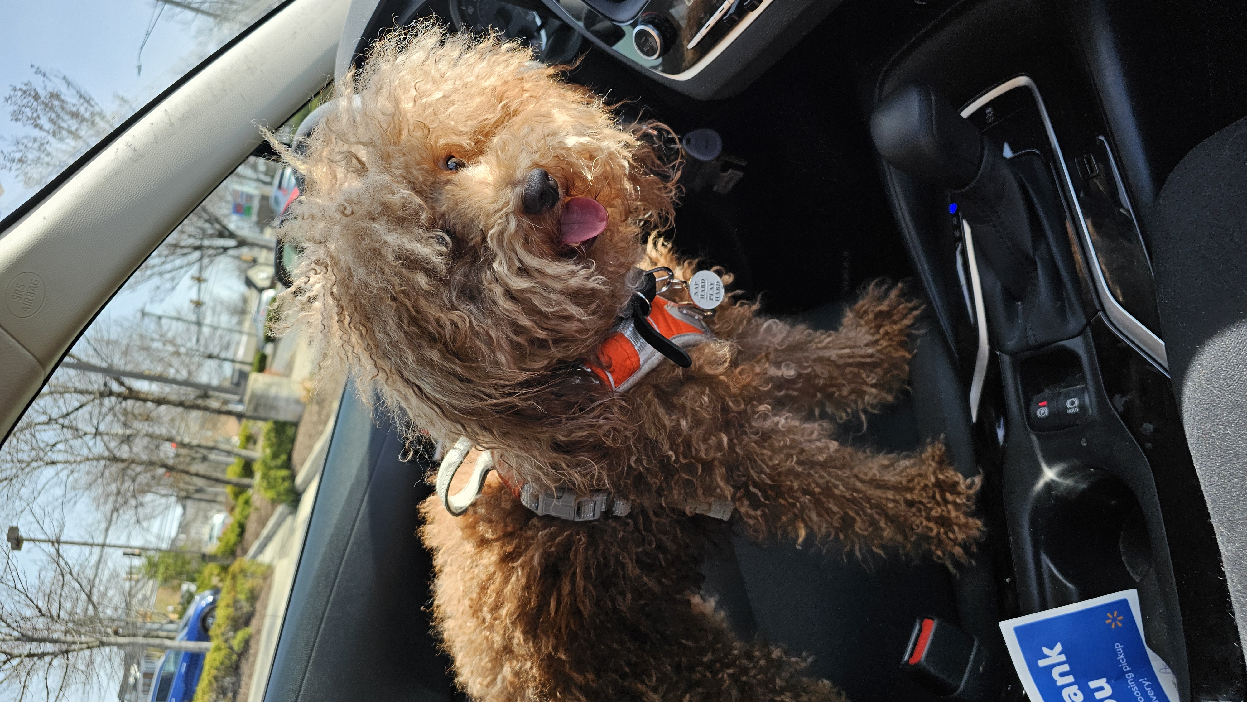 Dog Pet Photo