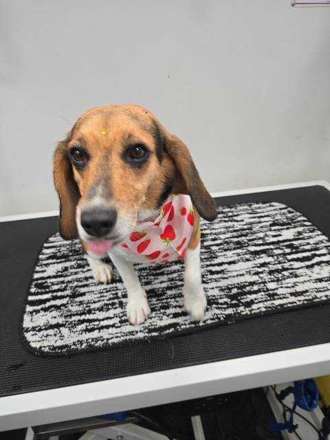 Dog Pet Photo