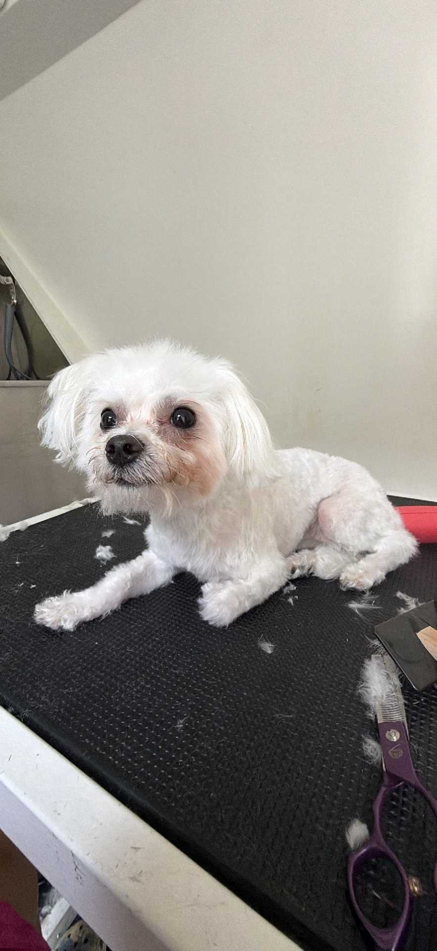 Pet