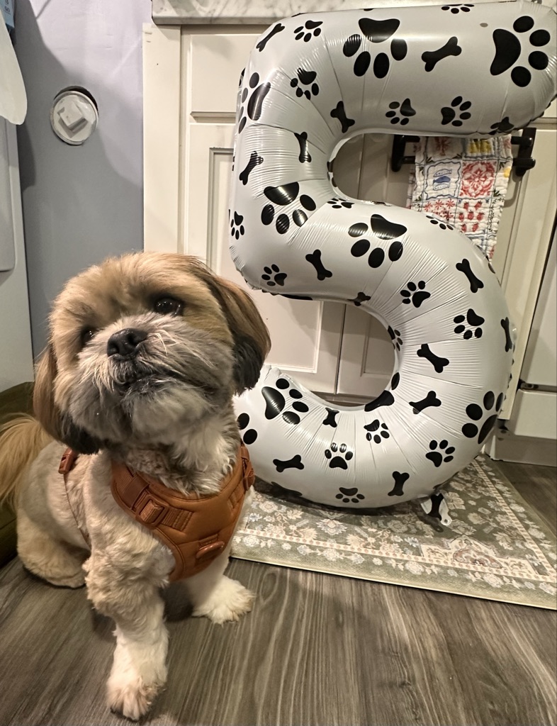 Dog Pet Photo