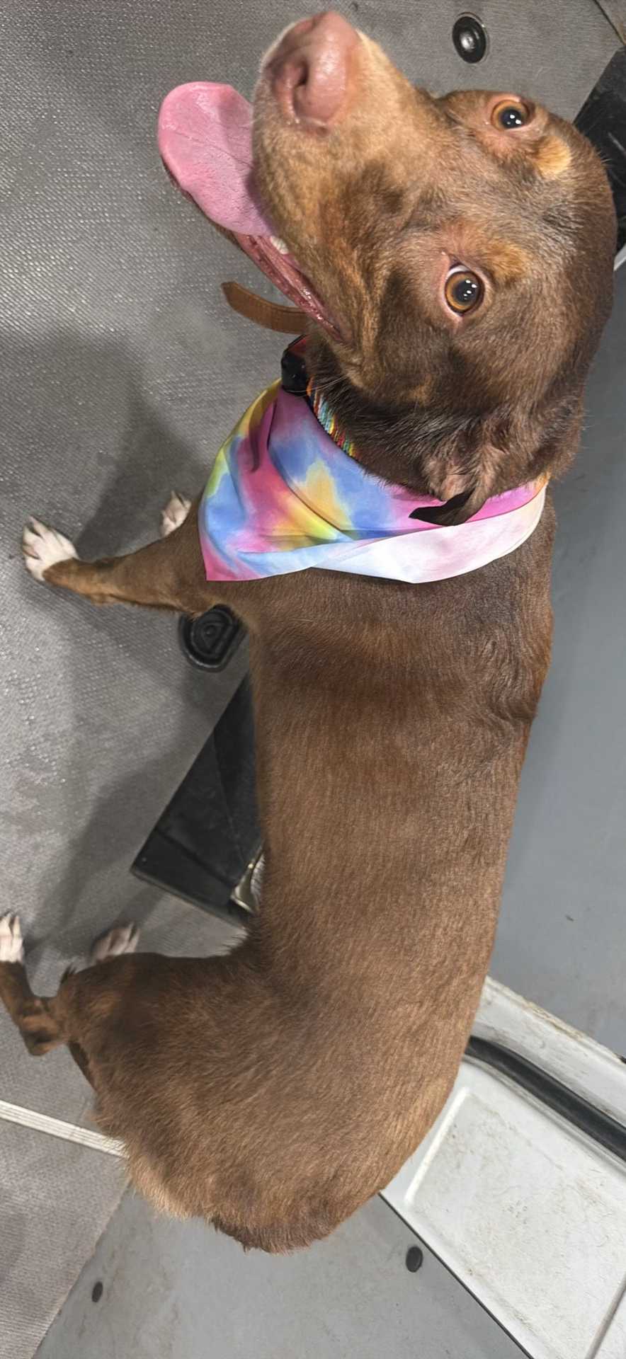 Pet