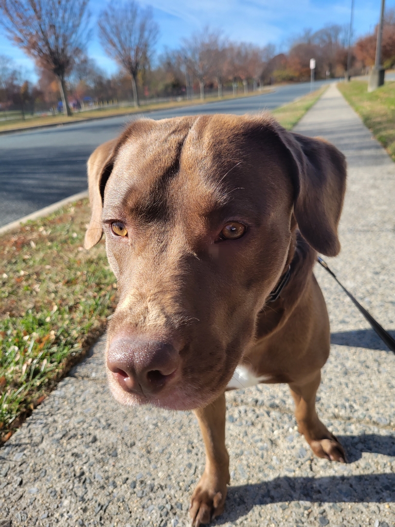 Dog Pet Photo