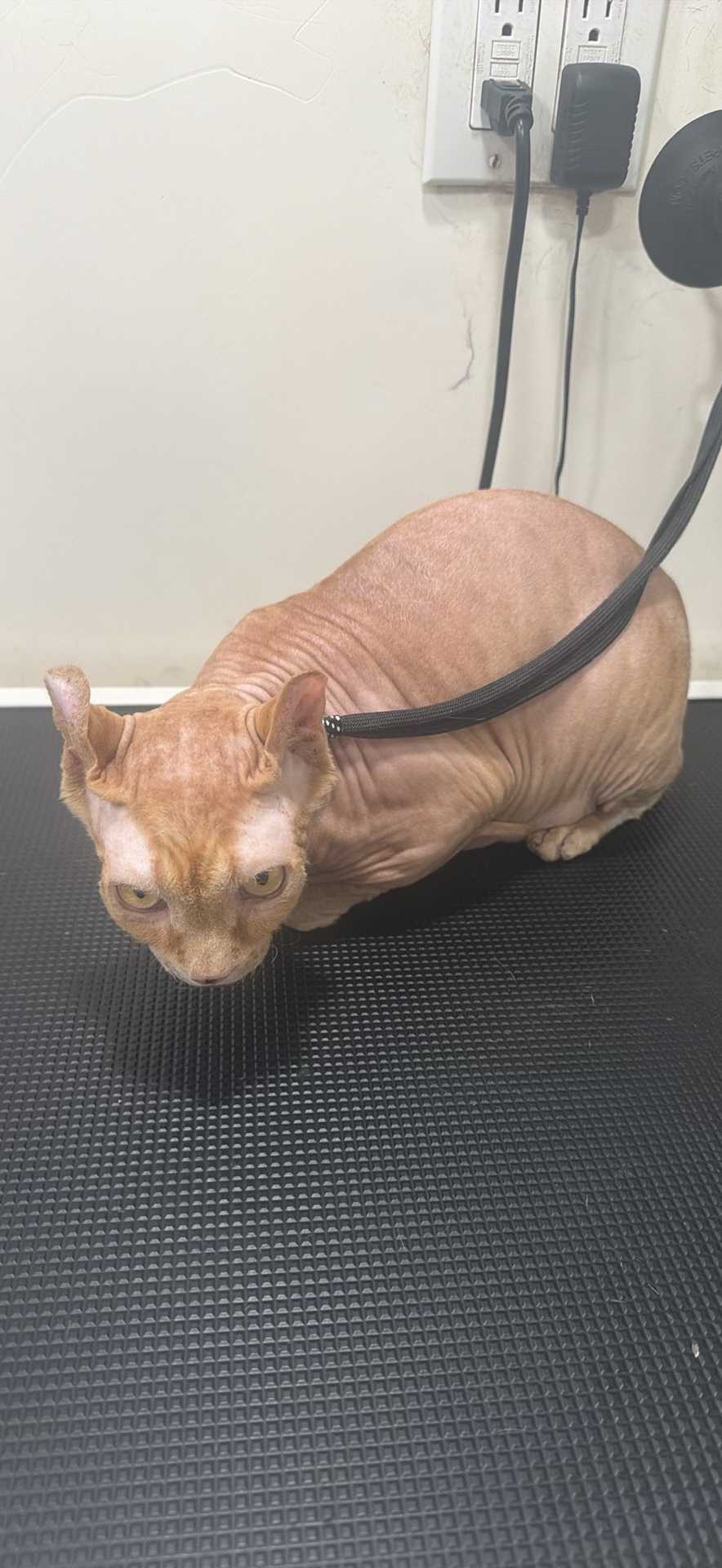 Pet