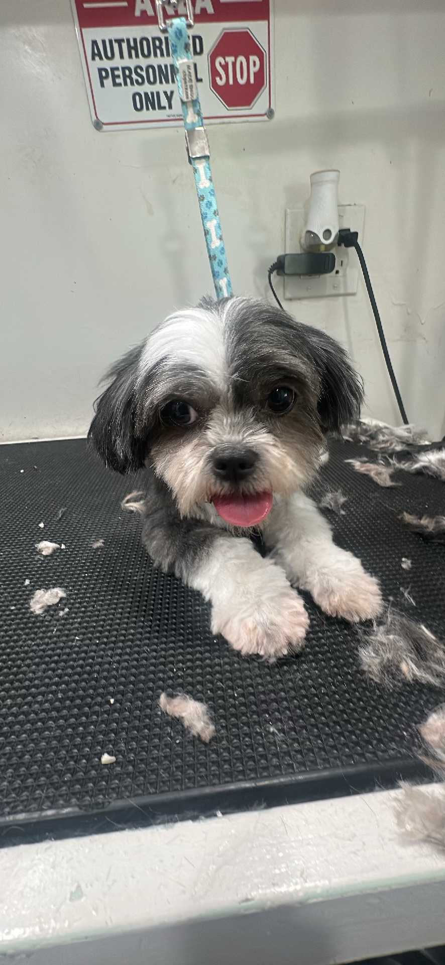 Dog Pet Photo