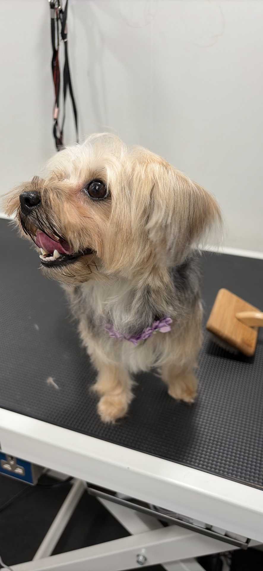 Dog Pet Photo