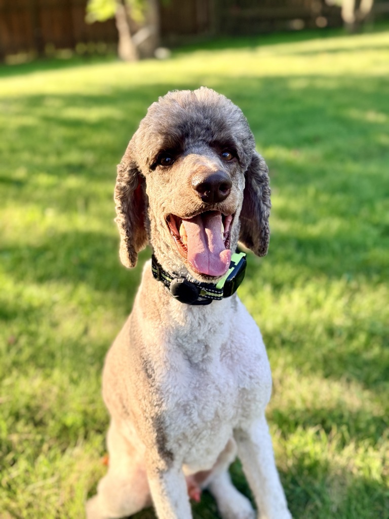 Dog Pet Photo