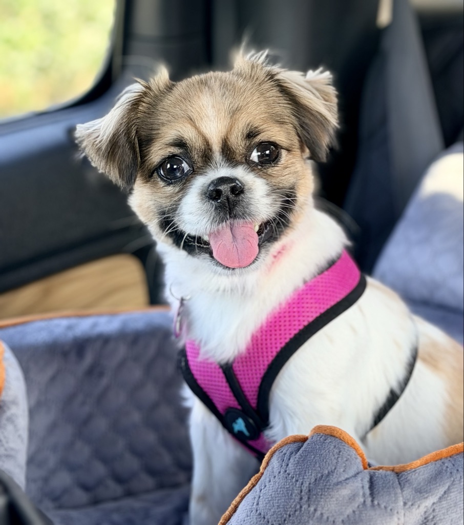 Daisy