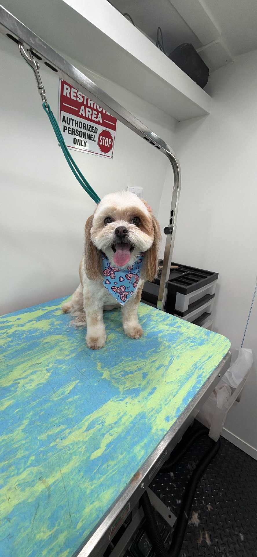 Dog Pet Photo
