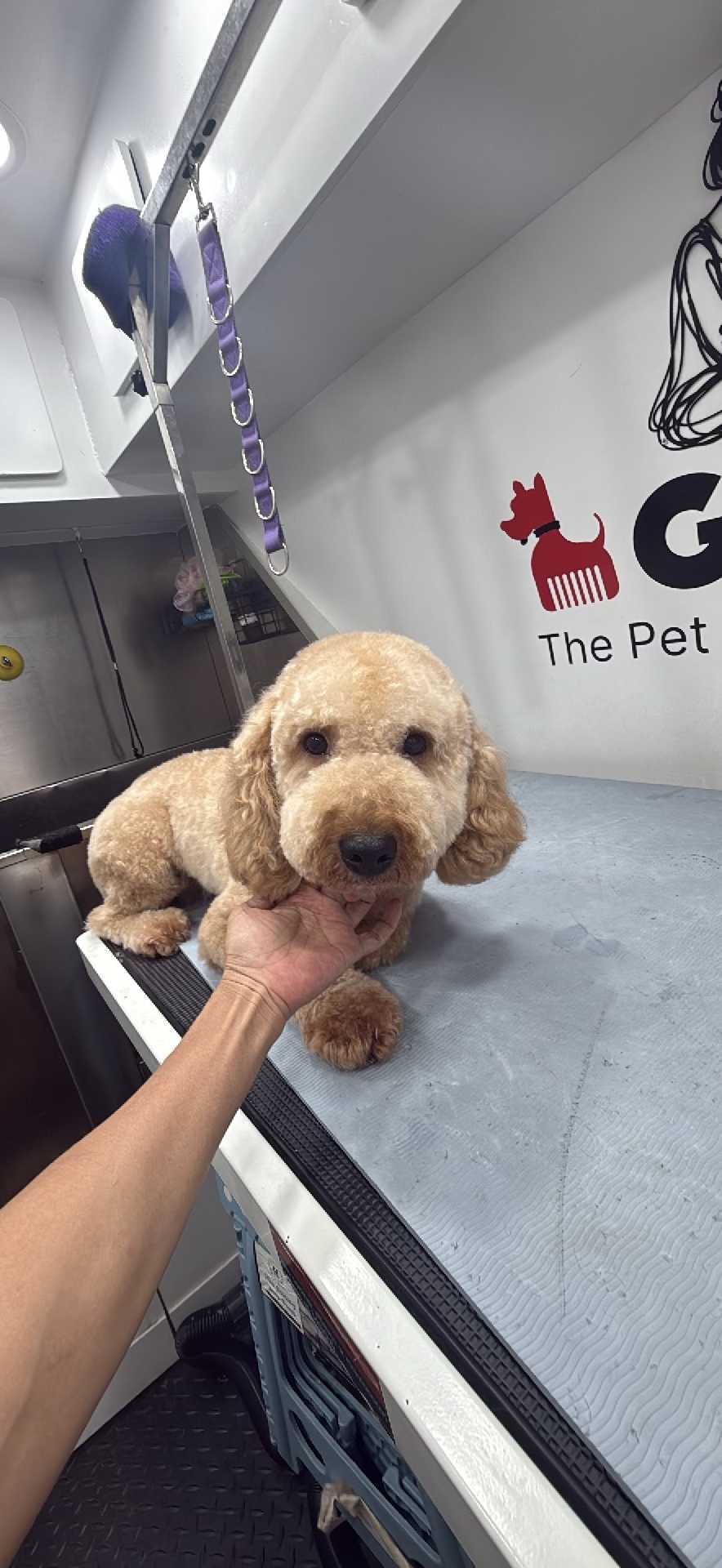 Dog Pet Photo