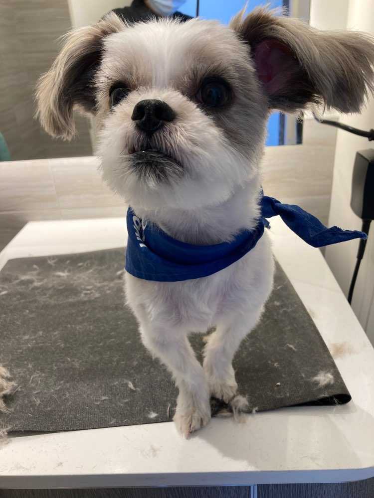 Dog Pet Photo