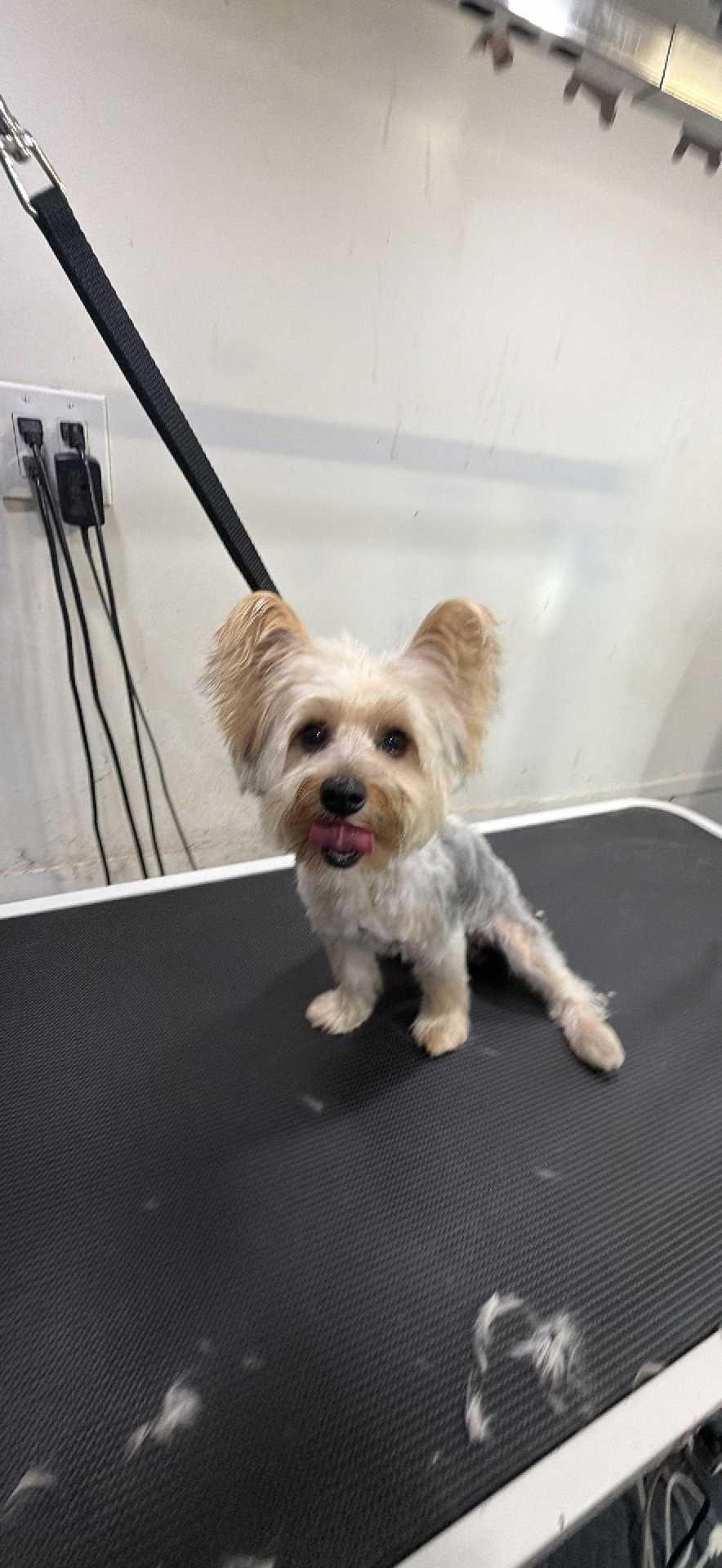 Dog Pet Photo