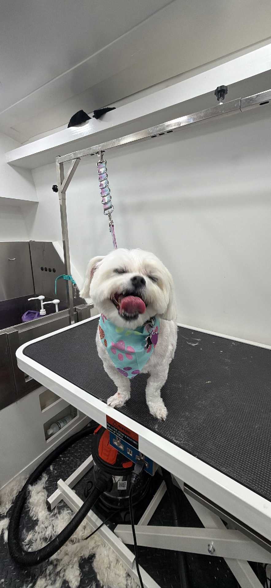 Snowie