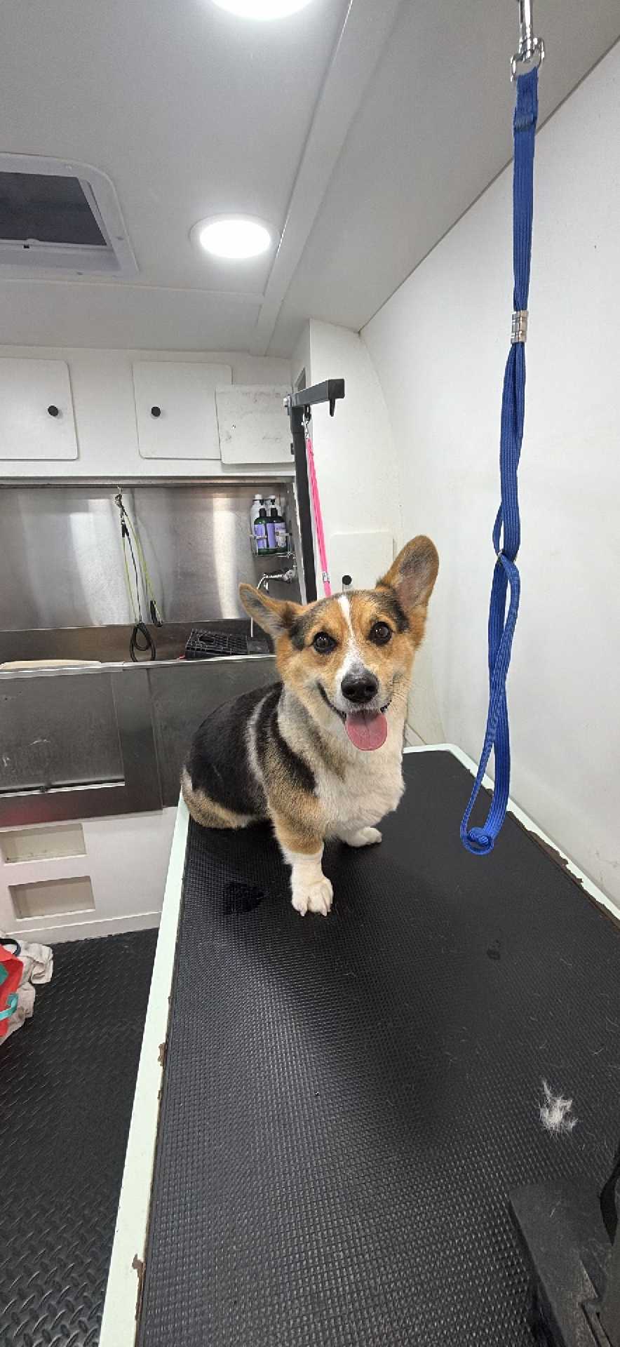 Pet