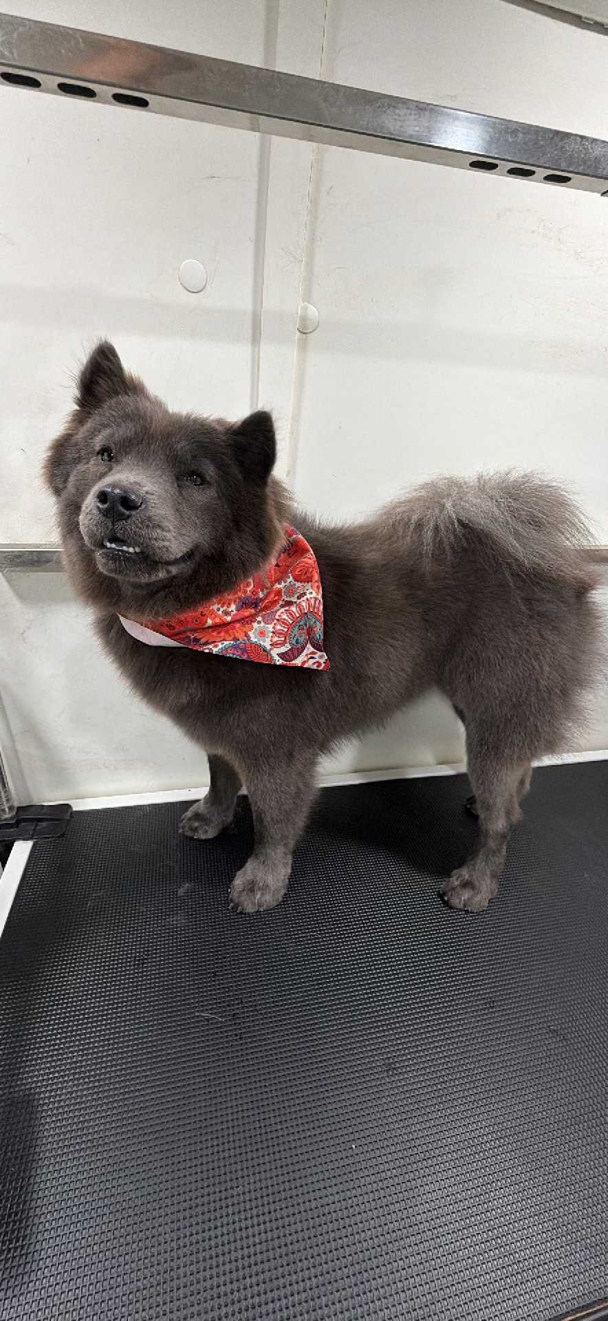Dog Pet Photo