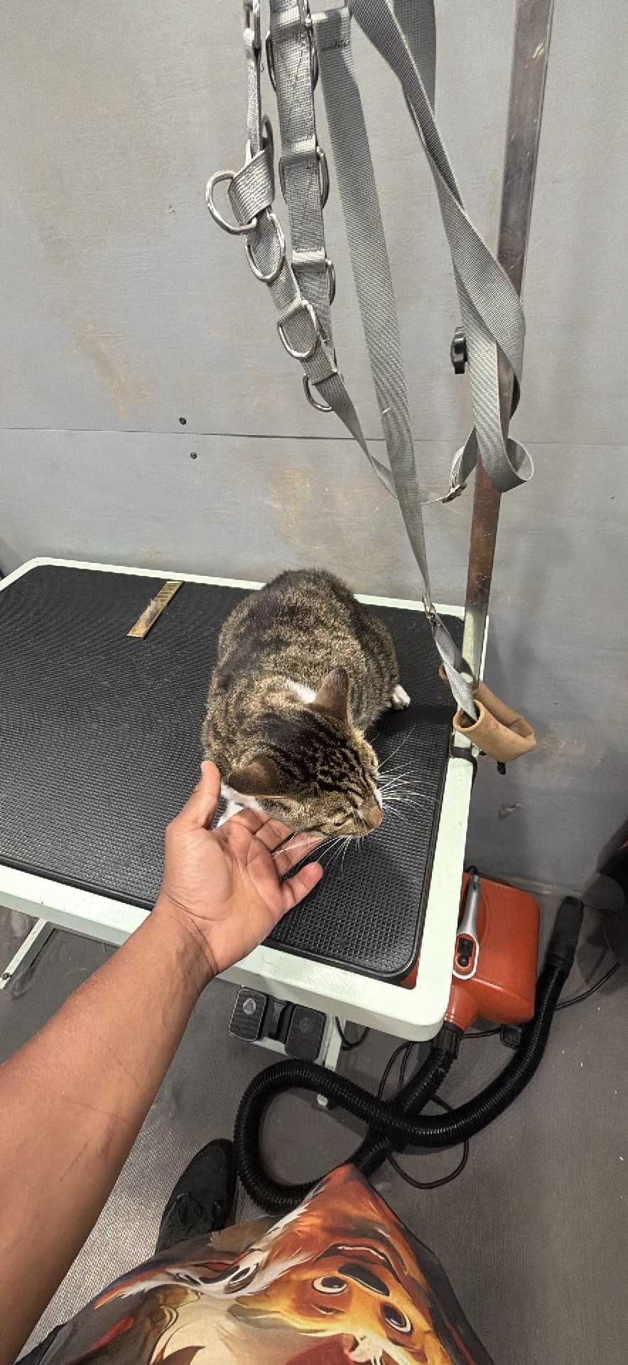 Pet
