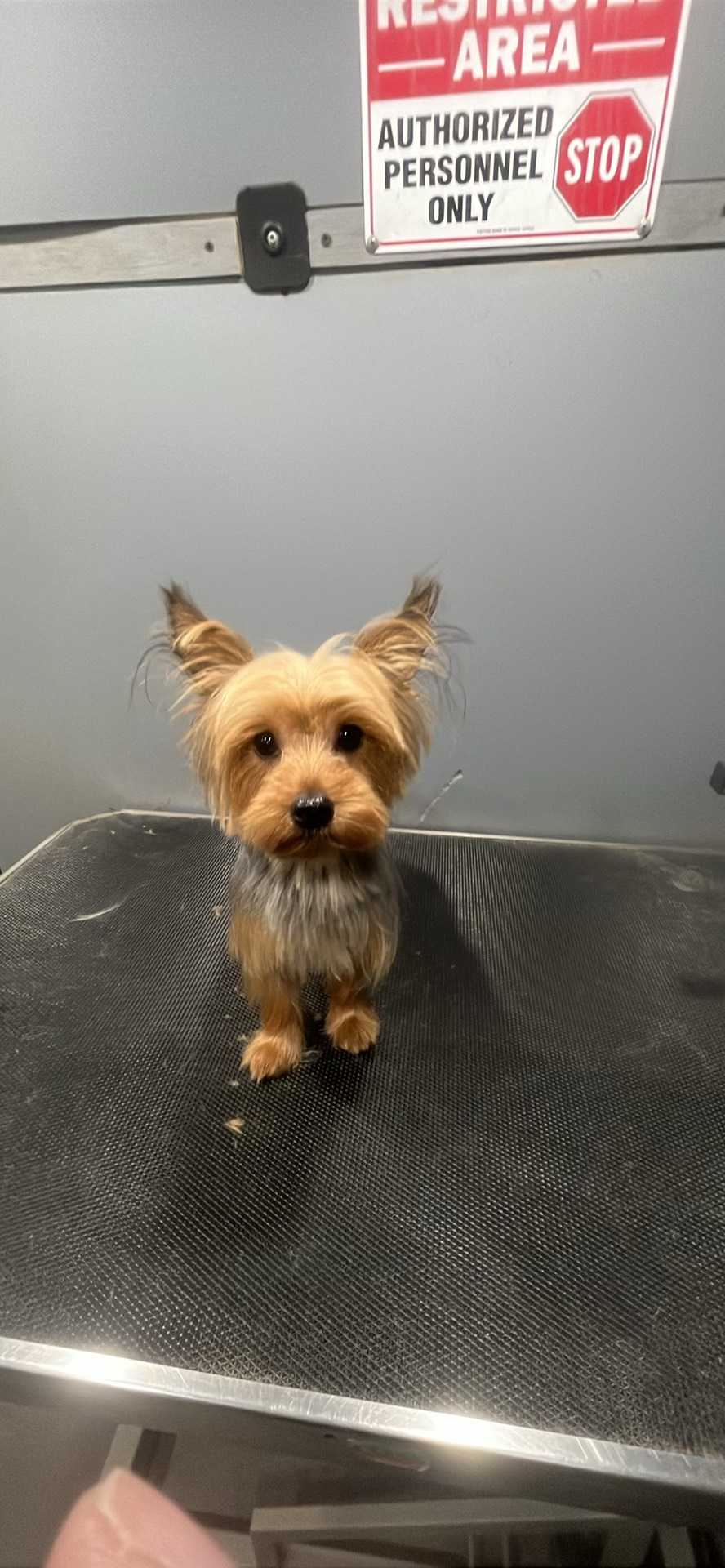 Dog Pet Photo