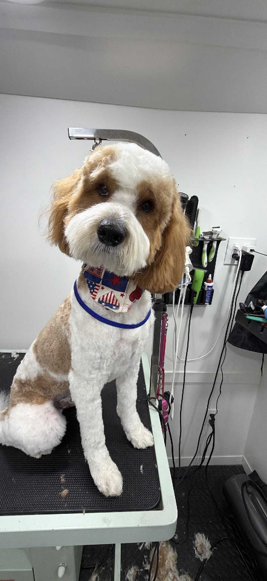 Dog Pet Photo